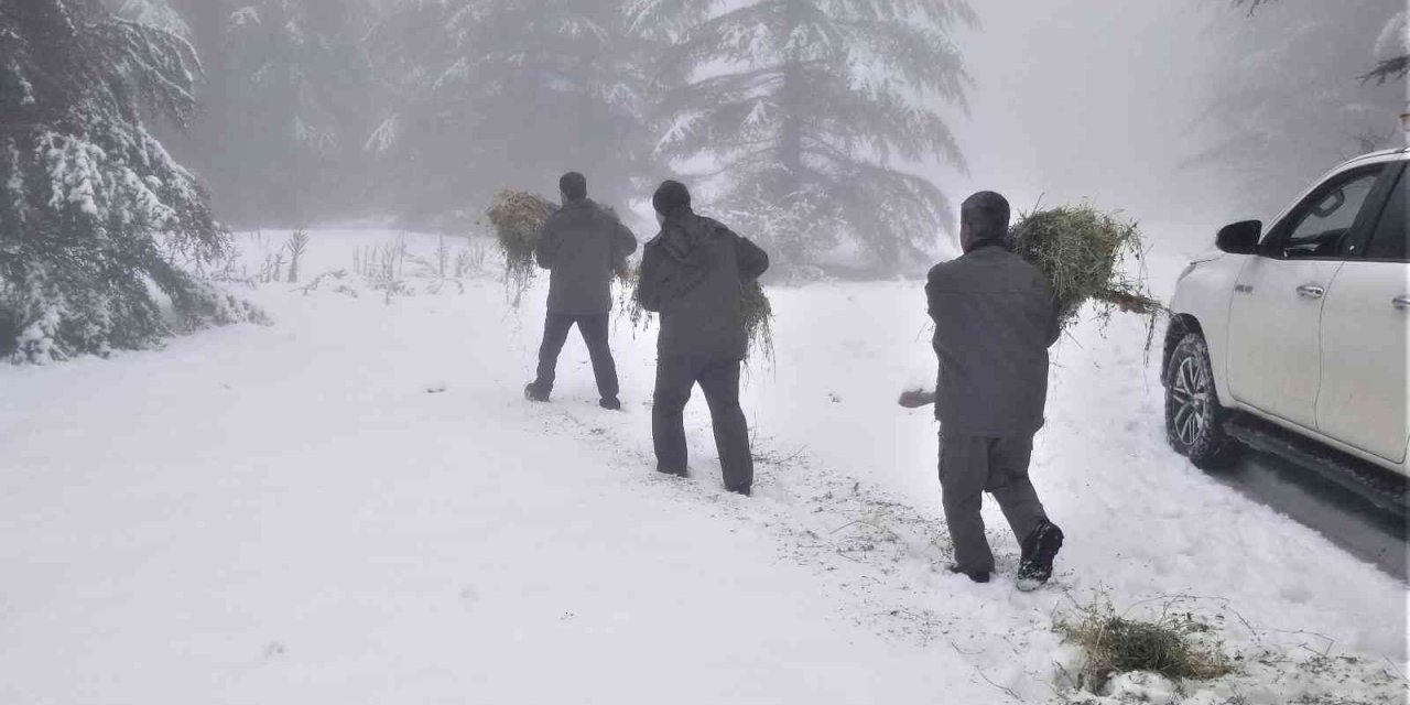 Karla kaplı Spil Dağında yaban hayatı unutulmadı