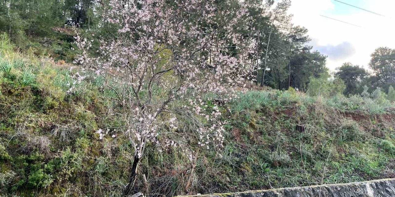 Ortacada badem ağaçları çiçek açtı