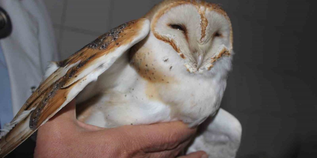 Ender görülen peçeli baykuş yaralı halde bulundu