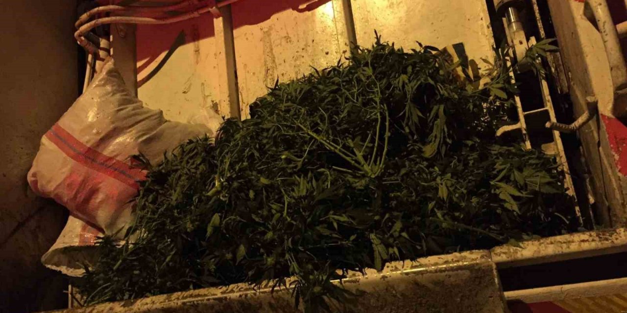 Kuşadası’nda çöpe atılmış 70 kök hint keneviri bulundu