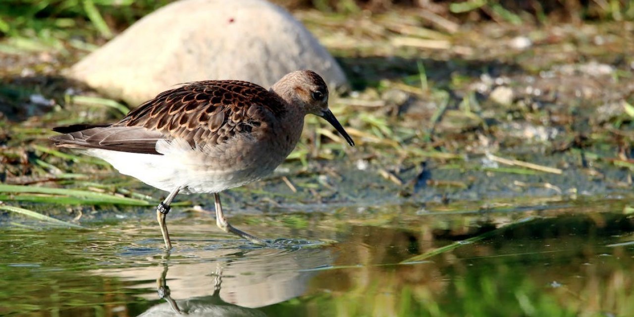 Dünya Sulak Alanlar Günü’nde ’akılcı kullanım’ uyarısı