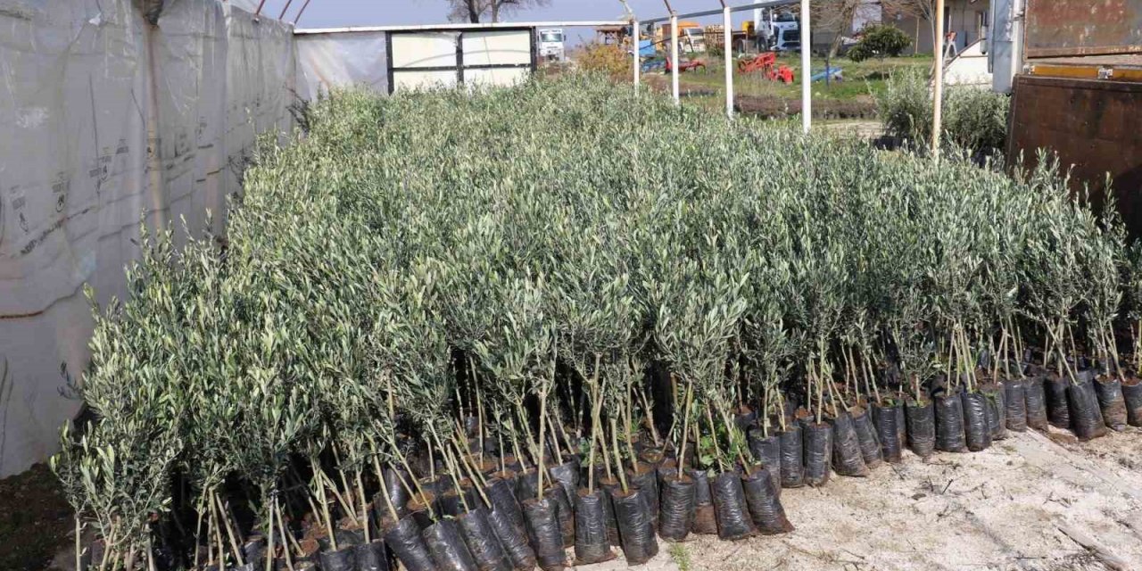 Zeytin üretim merkezi Aydın’da üreticilere zeytin fidanı dağıtılacak