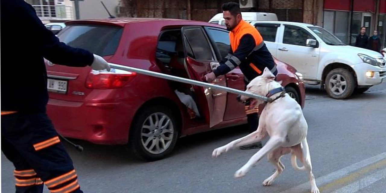 Polisin köpekli sürücüyle imtihanı
