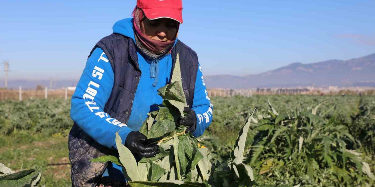 Efeler’in enginarlarına soğuk hava önlemi