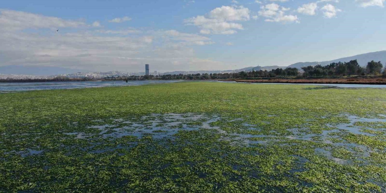 Deniz marulları, ambalaj sektörüne umut olacak