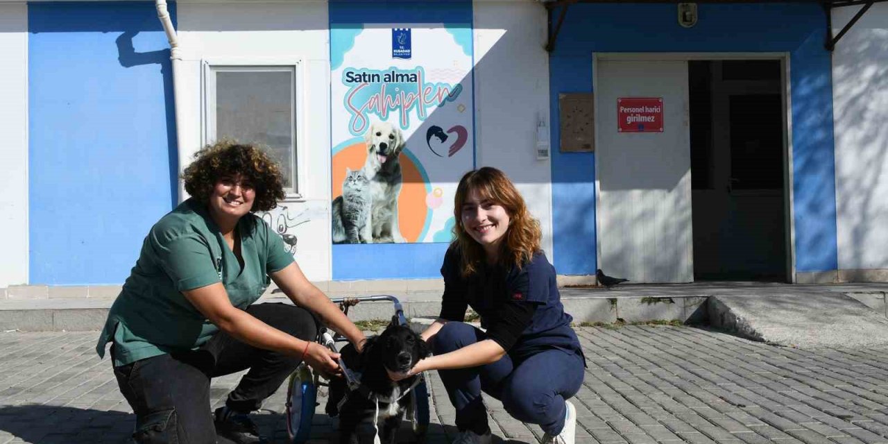 Felçli köpek ’Karam’ ilgi ve sevgiyle yeniden yürümeye başladı