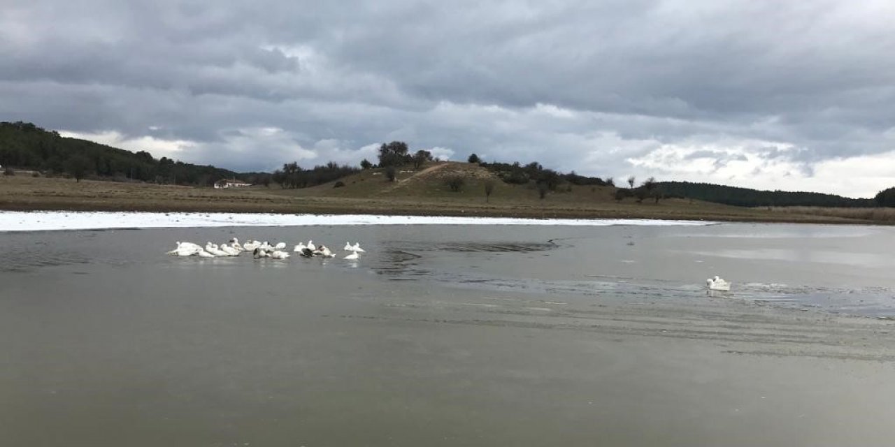Kısmen buz tutan gölün keyfini kazlar çıkardı