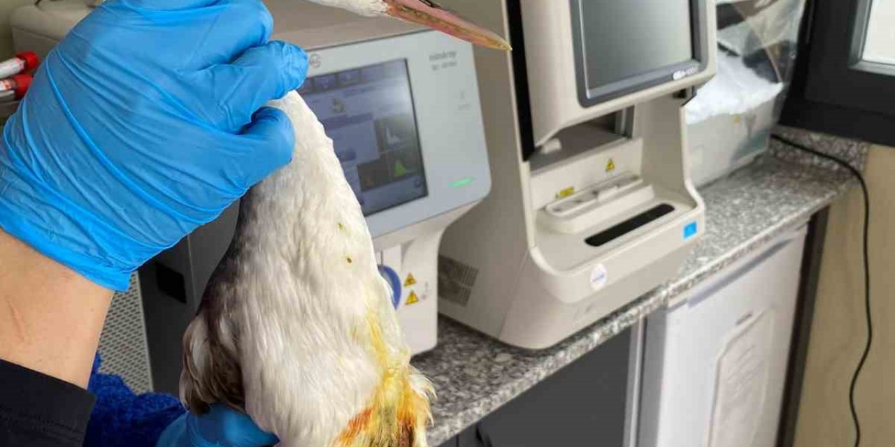 Olta iğnesi yutan kuş tedavi edildi