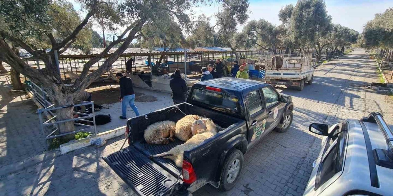 Söke’de deprem bölgesi için başlatılan hayvan bağışına yoğun ilgi