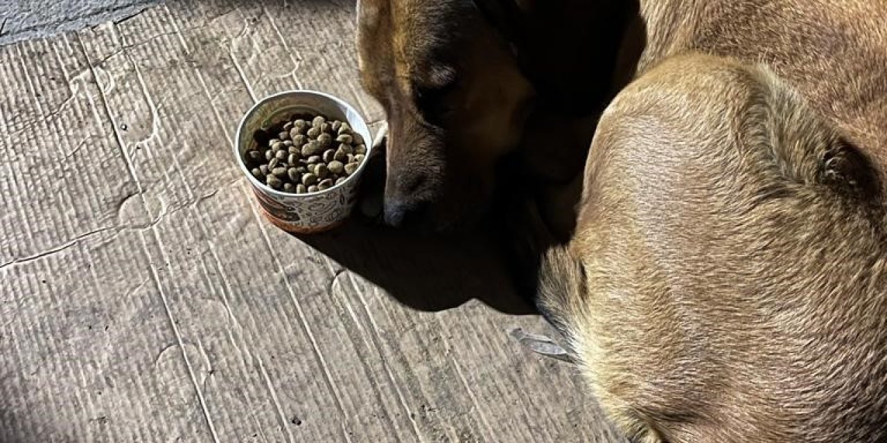 Sahibini depremde kaybeden köpeğin görüntüleri izleyenleri şaşırttı