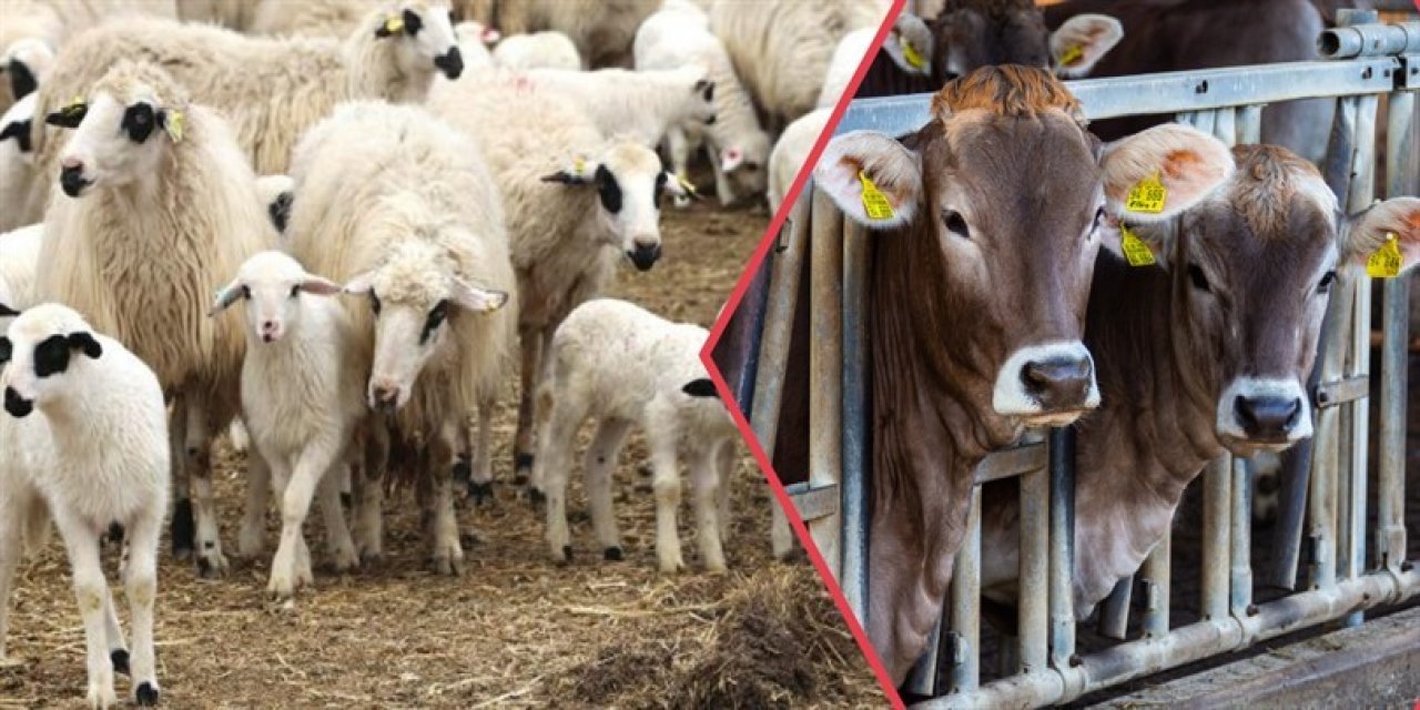 Depremzede büyük ve küçükbaş yetiştiricilerine destek verilecek