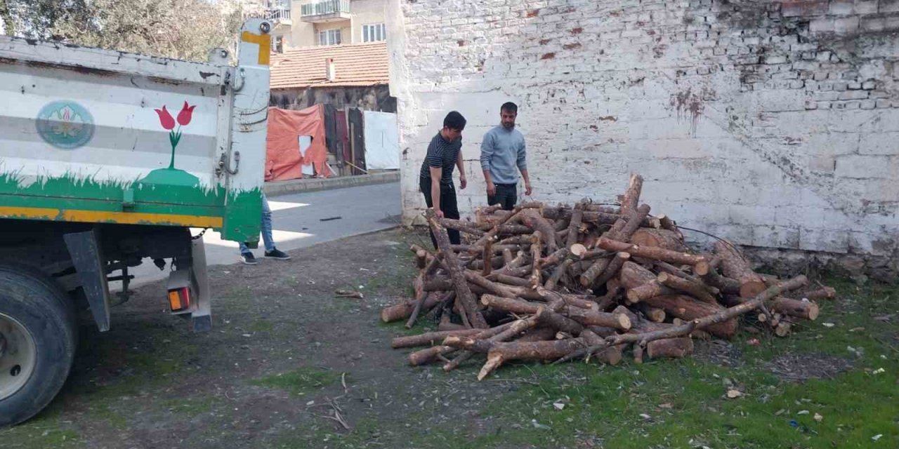 Manisa’da budanan ağaçlar depremzedeleri ısıtacak