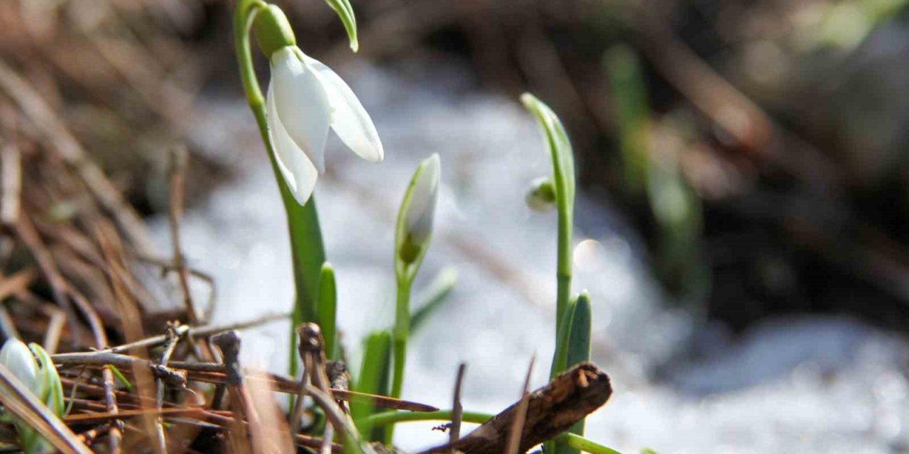 Bu çiçeği koparmanın cezası 244 bin 315 TL