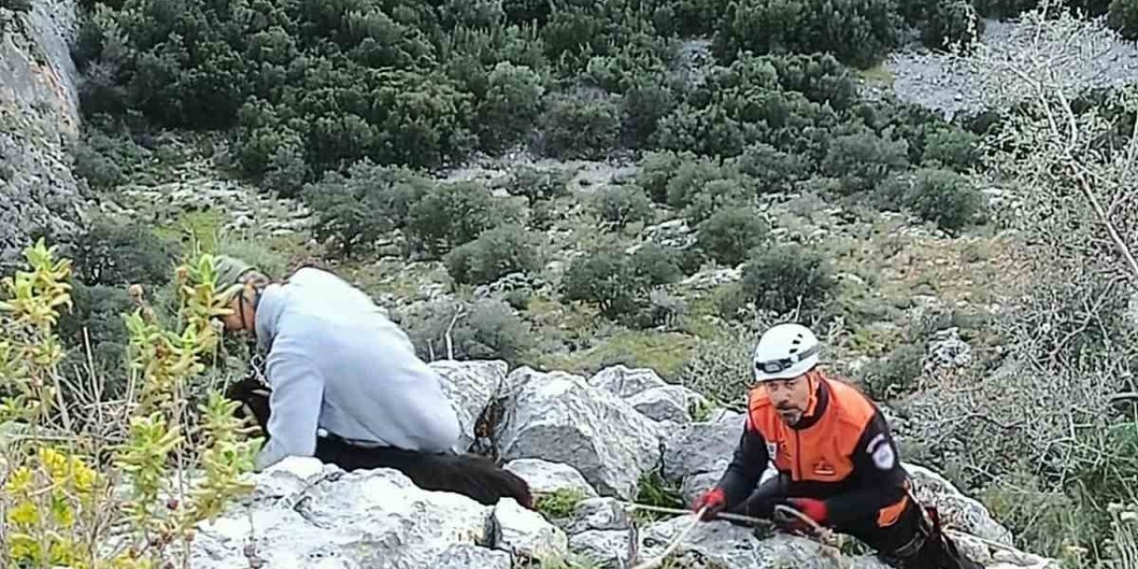 Kayalıkta mahsur kalan keçileri MAG AME ekibi kurtardı