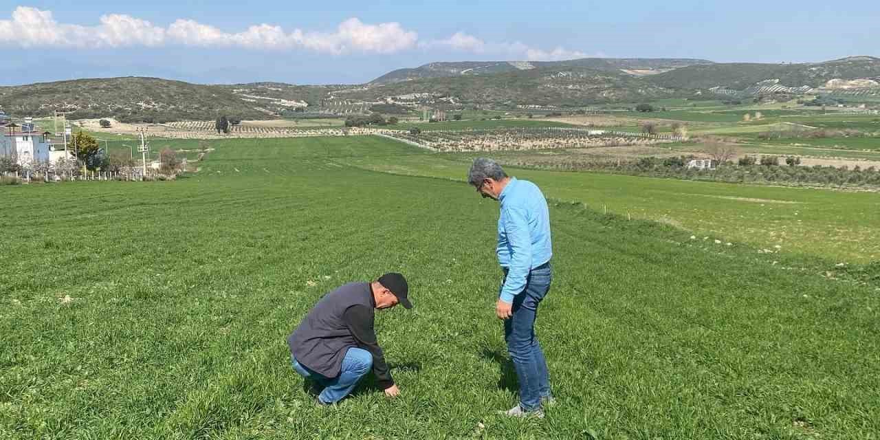 Aydın’da hububat ekili araziler denetlendi