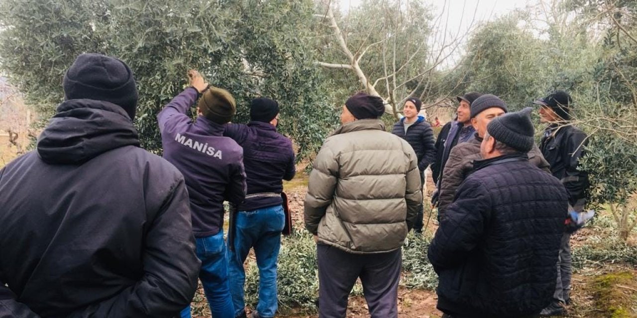 Salihli’de zeytin üreticilerine uygulamalı budama kursu