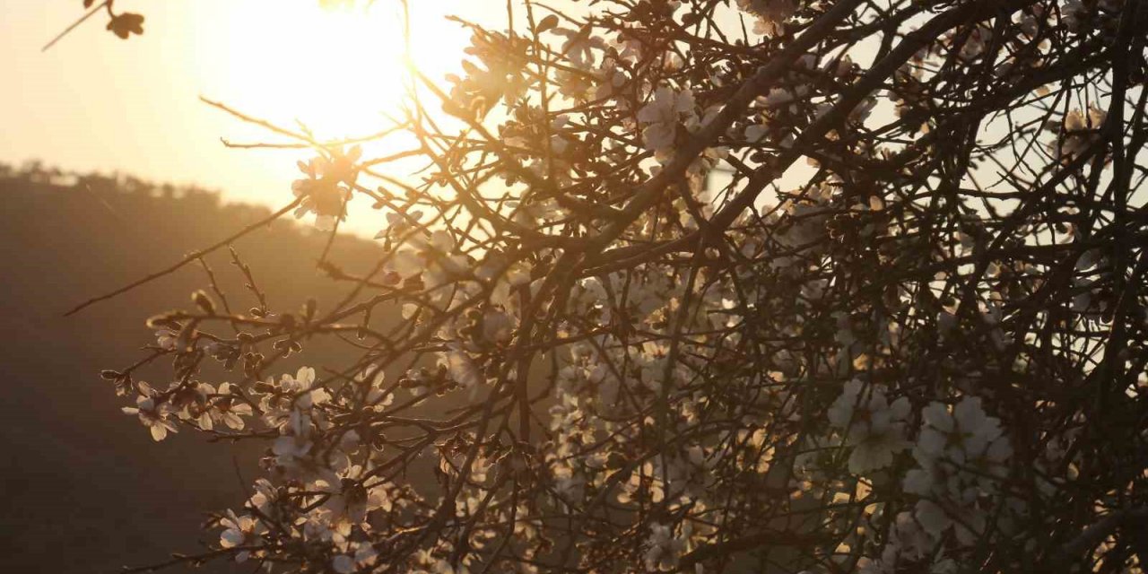 Badem ağaçları baharı çiçeklerle karşıladı