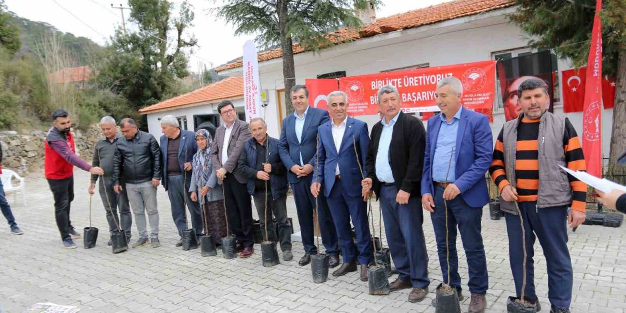 Dalaman’ın 11 kırsal mahallesinde ‘Kaya İnciri’ fidanları toprakla buluştu