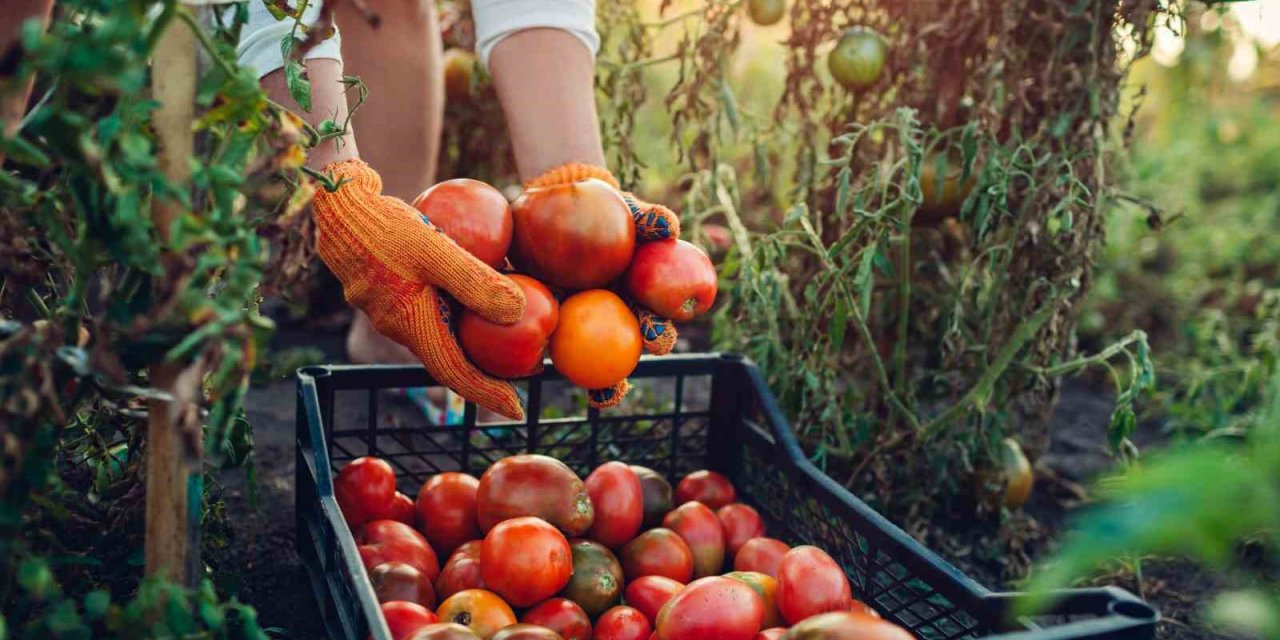 Egeli ihracatçılardan domates ihracatına getirilen yasağa tepki