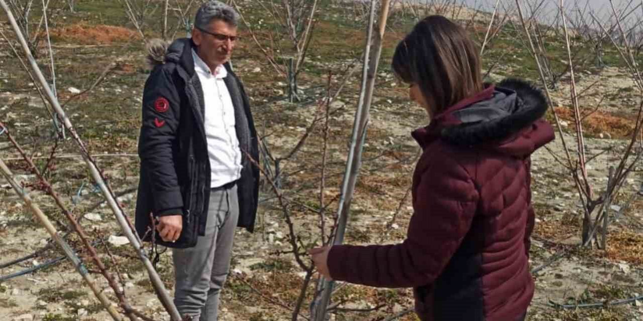 Erkenci kayısılar için zararlı ve hastalık kontrolleri yapıldı