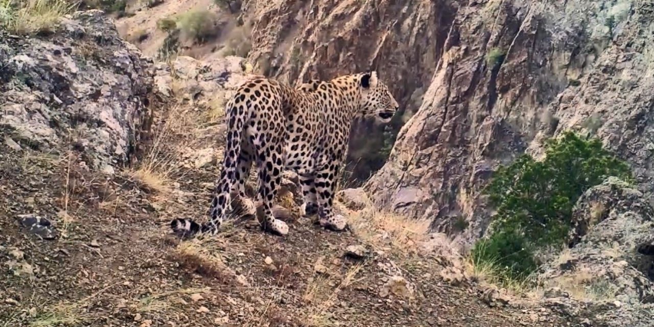 Denizli’nin Honaz Dağında Anadolu Parsı’nın ayak izine rastlanıldı