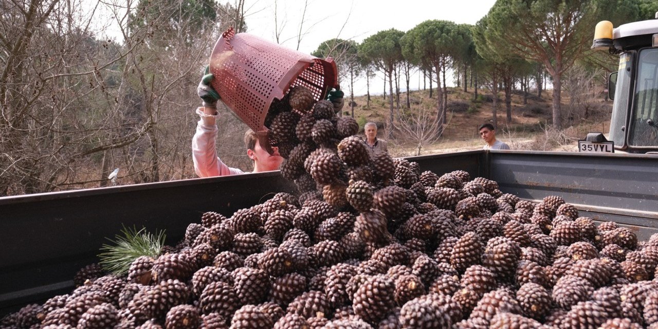 Türkiye’nin çam fıstığı deposu Bergama’da hasat telaşı