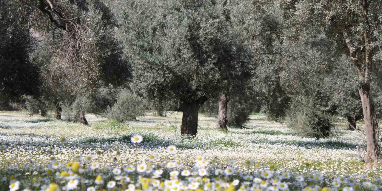 Aydın beyaza büründü