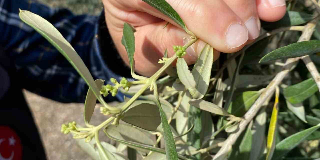 Aydın’da zeytin bahçeleri denetlendi, çiftçiler bilgilendirildi
