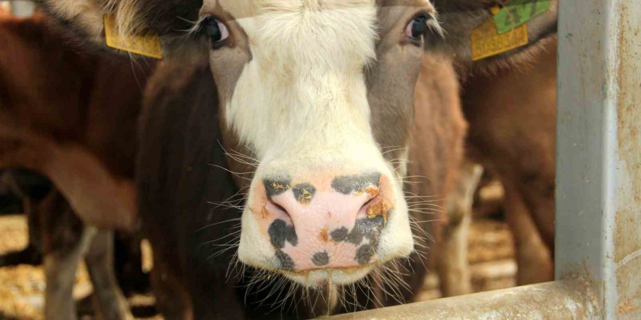 Denizli’de hayvan pazarları süresiz kapatıldı