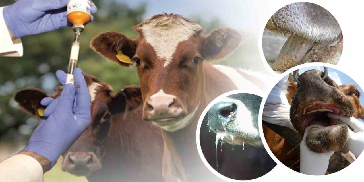 Denizli’de şap hastalığı nedeniyle hayvan alım ve satımı yasaklandı