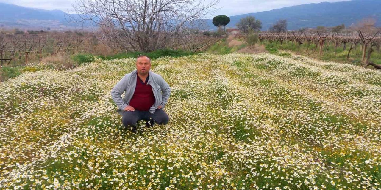 Sarıgöl’e bahar geldi, her yer çiçek açtı