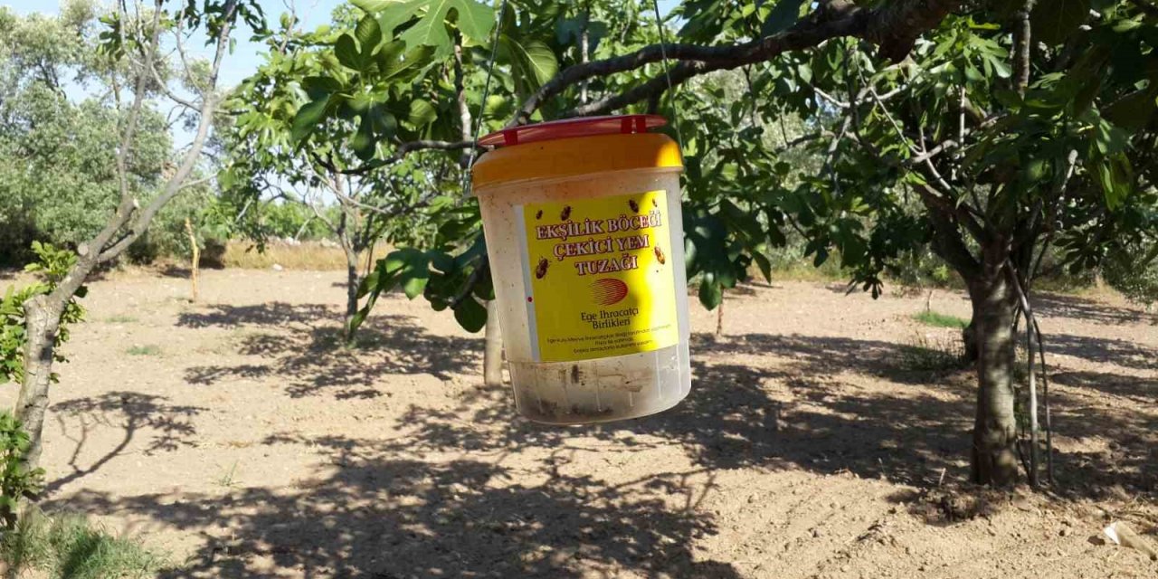 İncir bahçelerinde ekşilik böceği zararlısı ile mücadele başladı