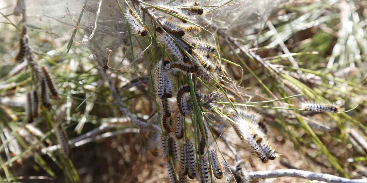 Tırtıl ile mücadele başladı