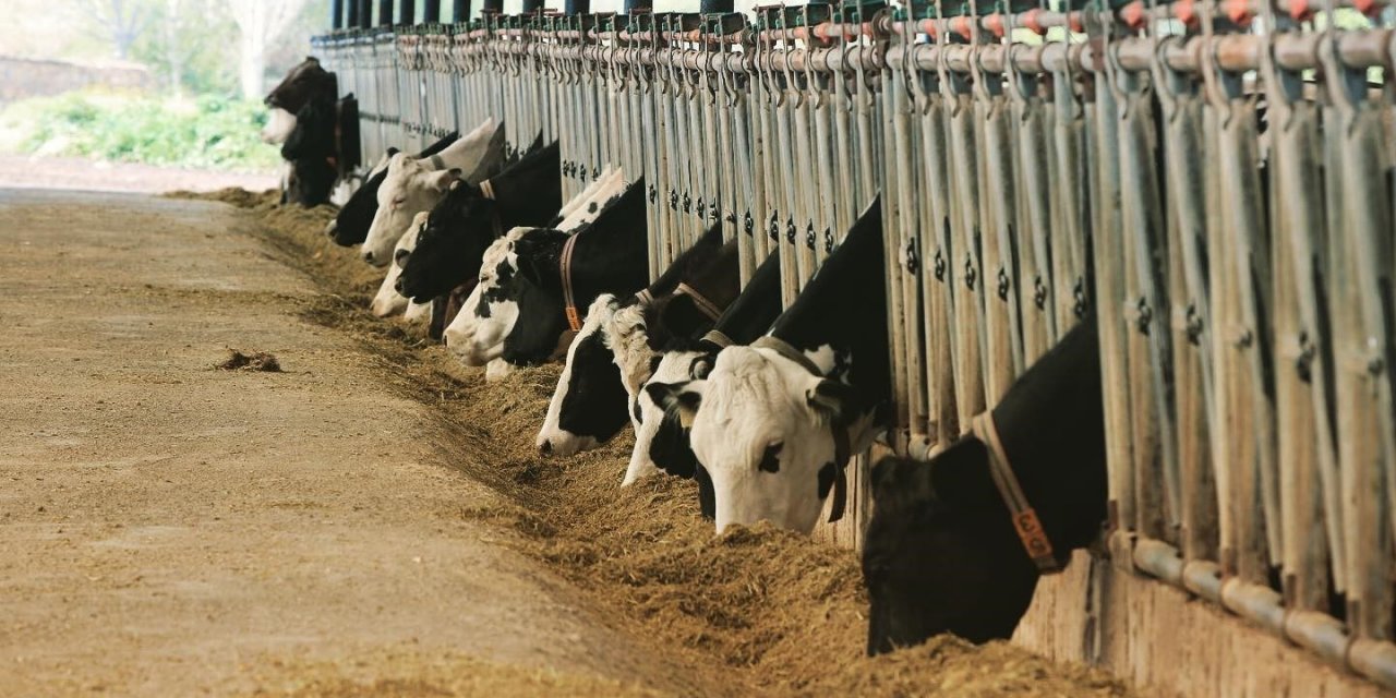 Muğla’da hayvan pazarlarını kapatma kararı alındı