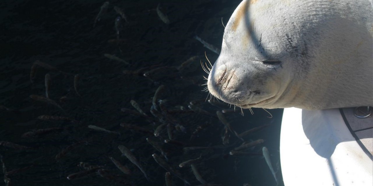 Nesli tükenme tehlikesi altında olan Akdeniz foku tekneye sığındı