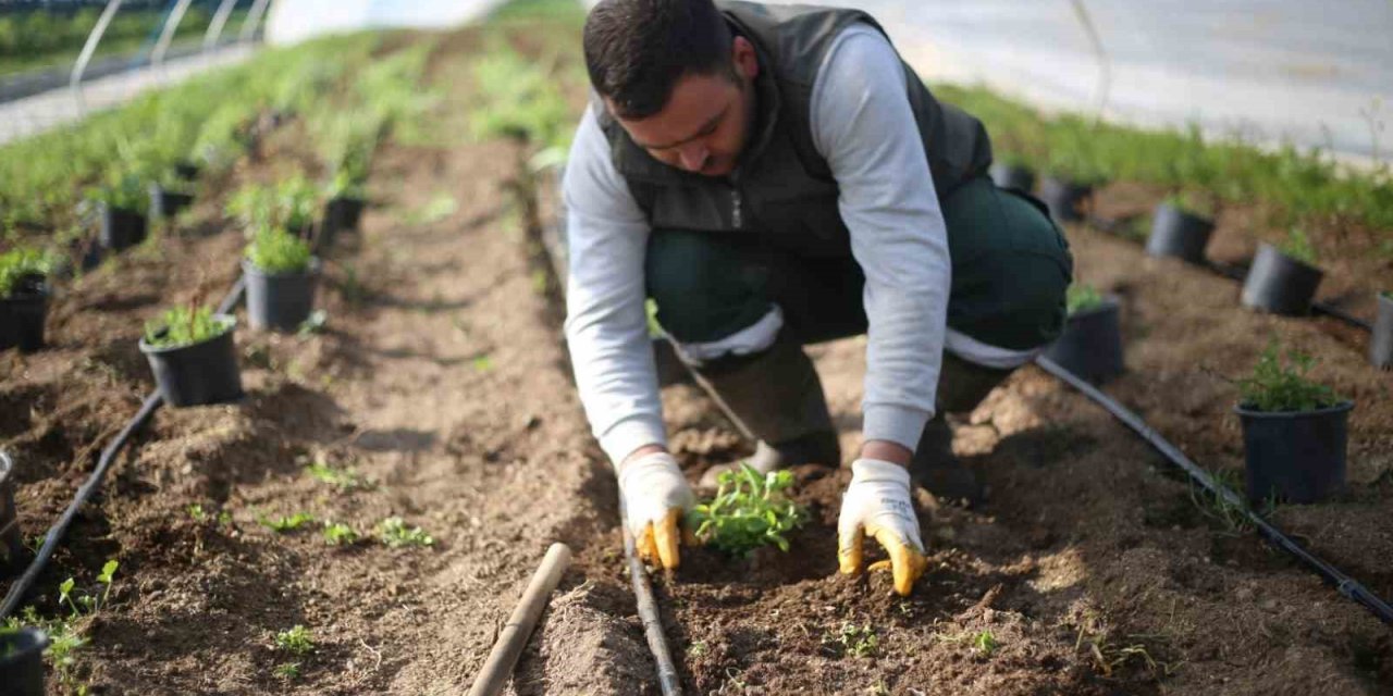 Aydın Büyükşehir Belediyesi yeni tarım ürünlerinin üretimine başladı
