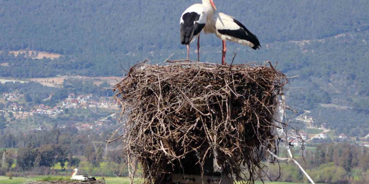 Gökova’nın misafirleri erken geldi