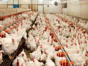 Türkiye, Dünyada Tavuk Eti Ve Yumurta Üretiminde 10. Sırada
