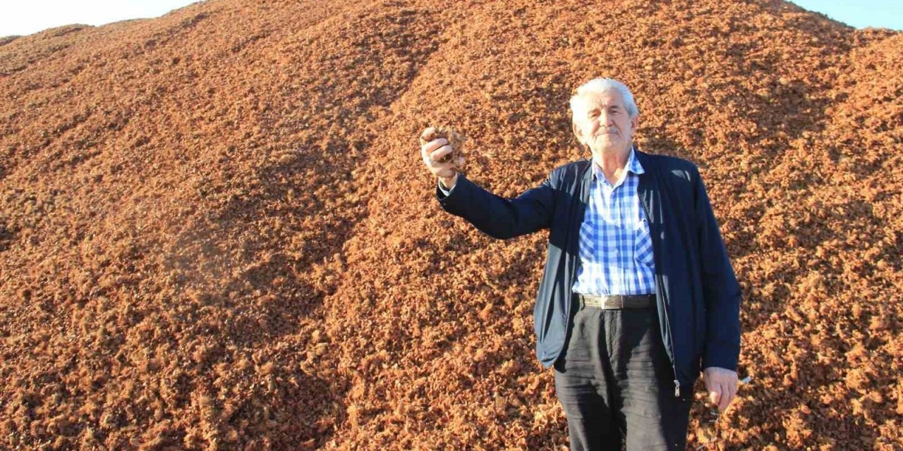 Çam fıstığı kabukları kıymete bindi