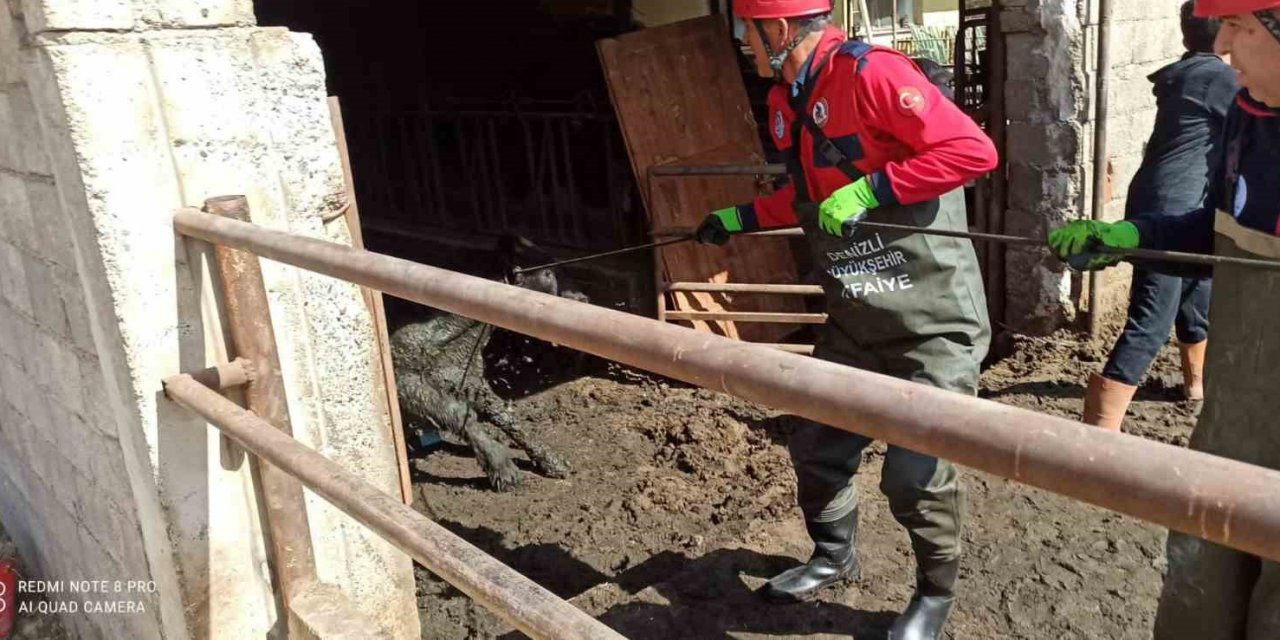 Atık kuyusuna düşen ineği itfaiye kurtardı