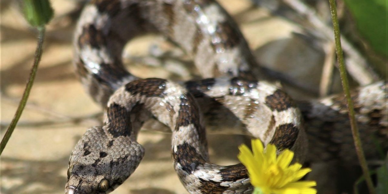 Kedi gözlü yılan, ezilmekten kurtuldu