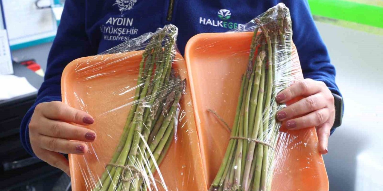 Büyükşehir Belediyesi, Kuşkonmaz hasadına başladı