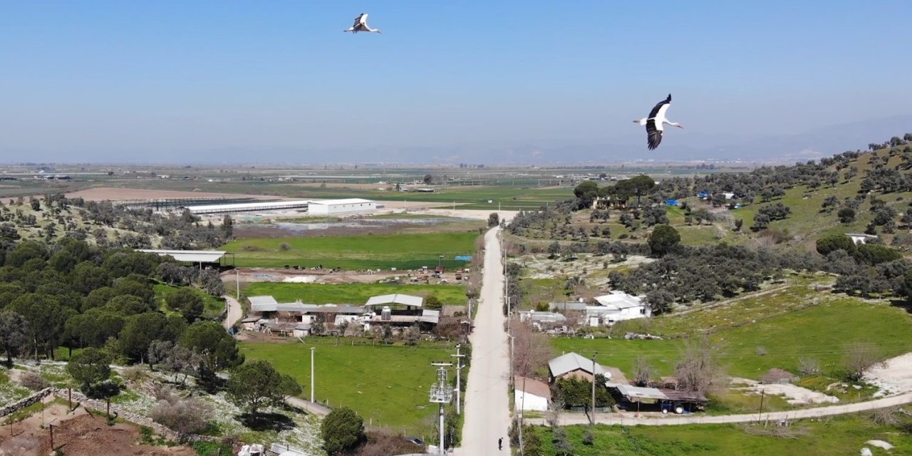 Baharın müjdecisi leylekler Aydın semalarında görsel şölen oluşturuyor