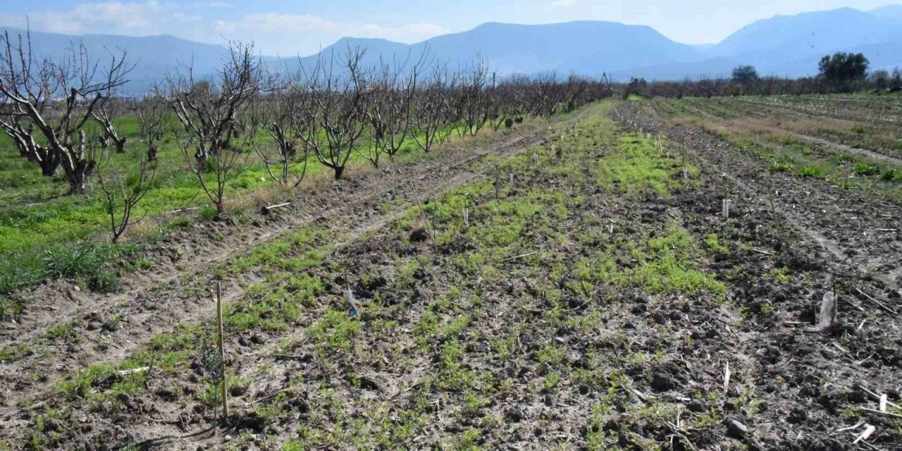 Fidanlar Yunusemre’de toprakla buluşuyor