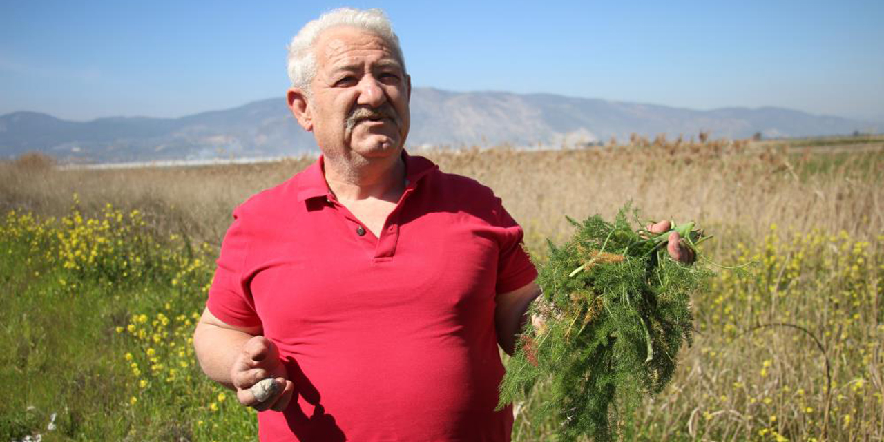 Yol kenarından topladığı otlardan para kazanıyor