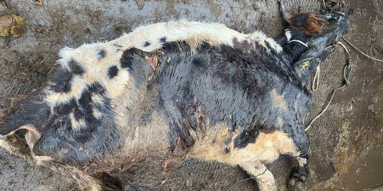 Şap hastası hayvanı kesmeye götürürken yakalandı