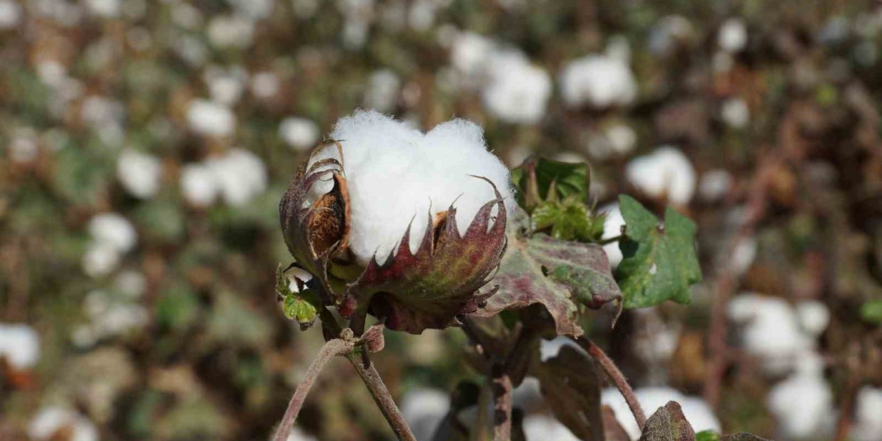 Efeler İlçe Tarım ve Orman Müdürlüğü’nden destekleme uyarısı