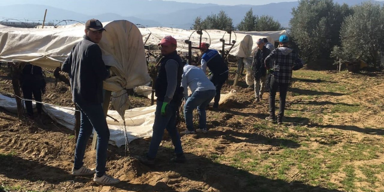 Sarıgöl’de uyanan üzüm bağları koruma altına alındı