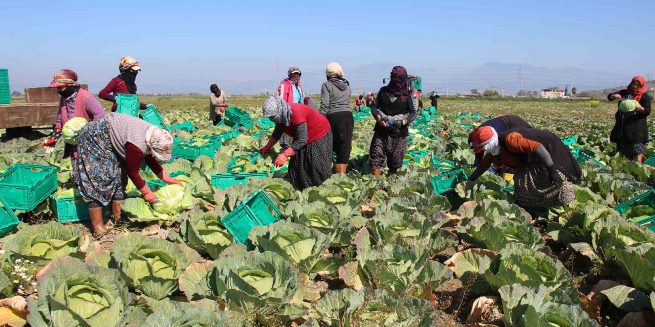 Aydın’ın beyaz lahanası ilgi görüyor