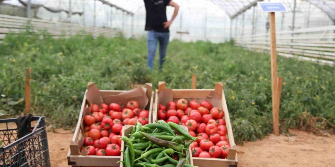 Aydın Büyükşehir Belediyesi bu yıl da ata tohumlarından sebze hasadına başladı